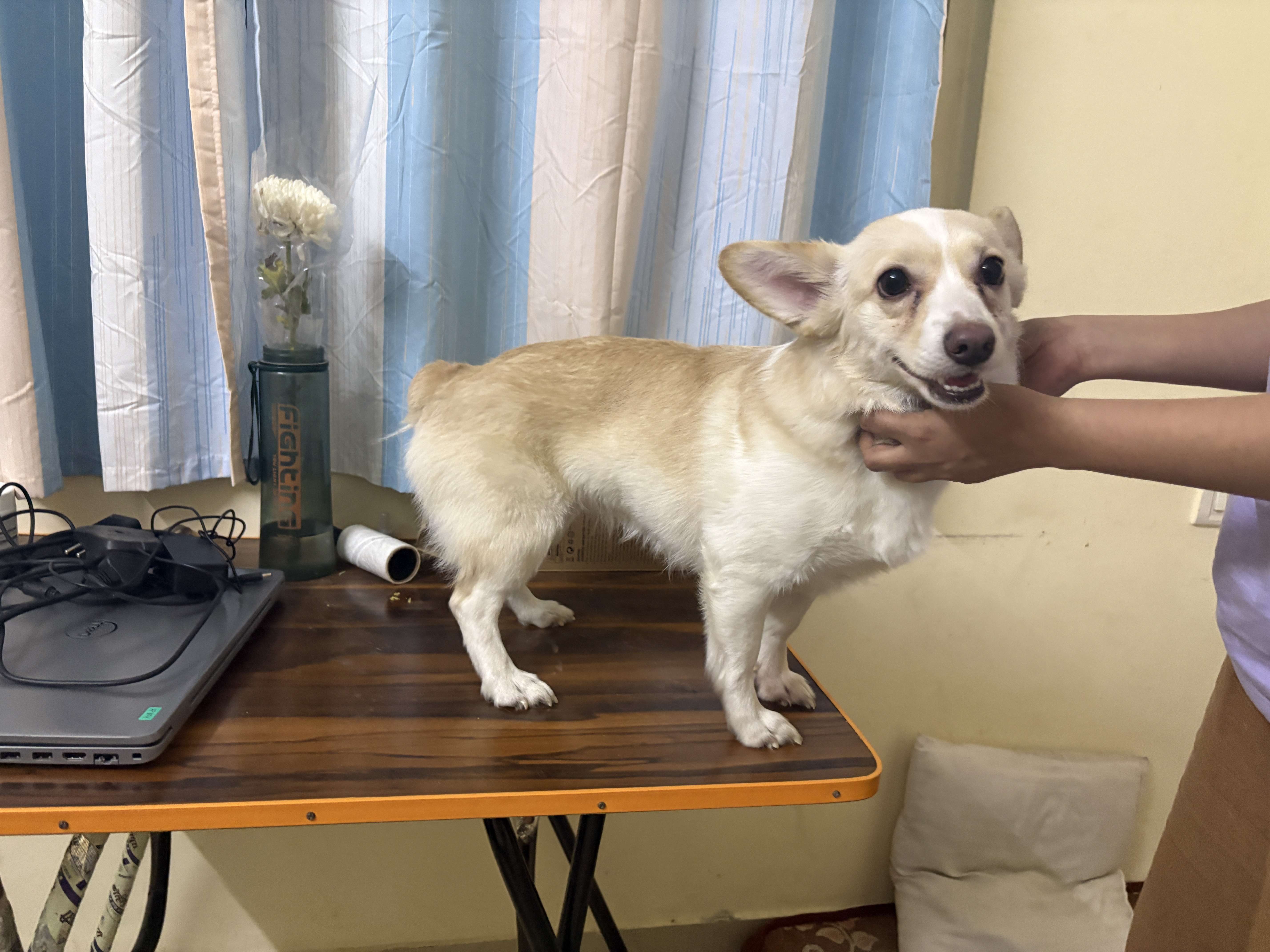 Novi – Golden Poodle available for adoption