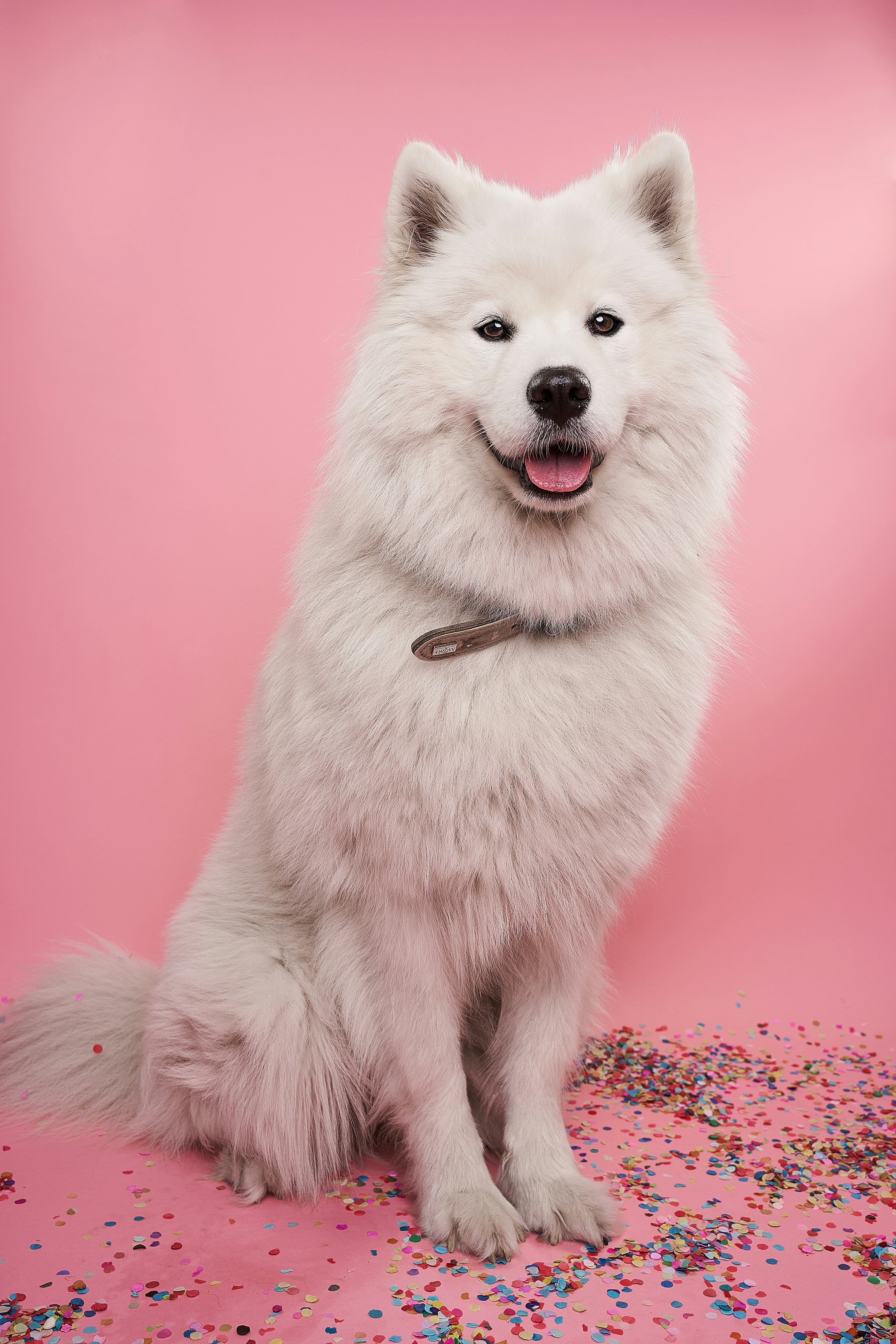 Hachiko – Samoyed available for adoption