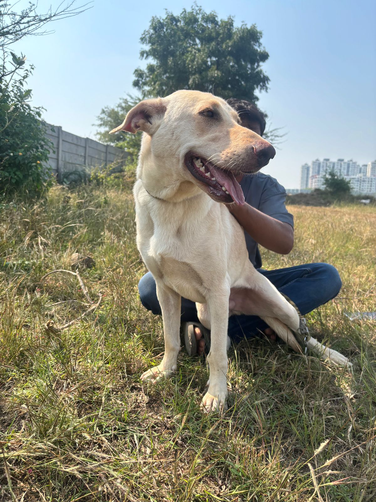 test – Labrador available for adoption