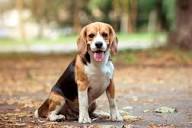 Rambo – Beagle available for adoption